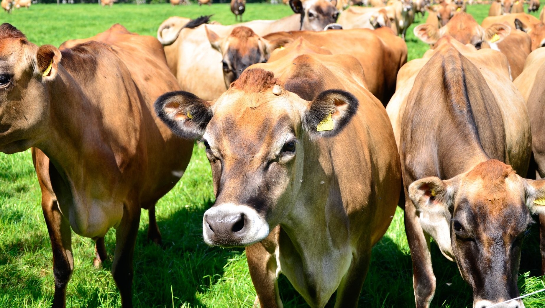 Jersey heifers, bred heifers and milking cows A2A2